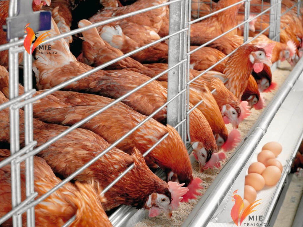 Chế độ dinh dưỡng cho gà mái đẻ tối ưu hóa sản lượng trứng