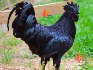 Gà Mặt Quỷ Indonesia - Tìm hiểu về giống gà quý hiếm đắt nhất
