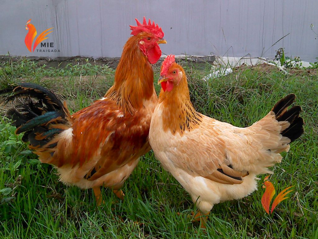 Gà ri là gà gì? Nguồn gốc và đặc trưng cơ bản của gà ri