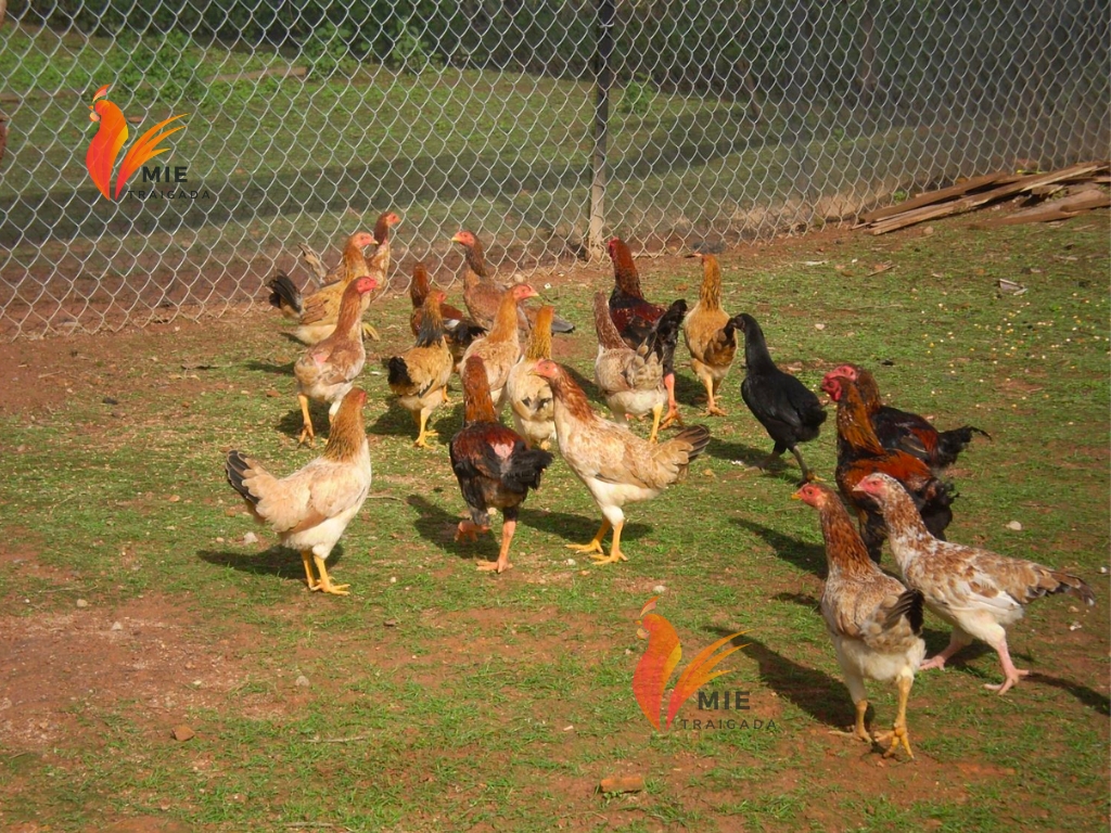 Kỹ thuật chăn nuôi gà thả vườn đúng chuẩn, đạt hiệu quả cao