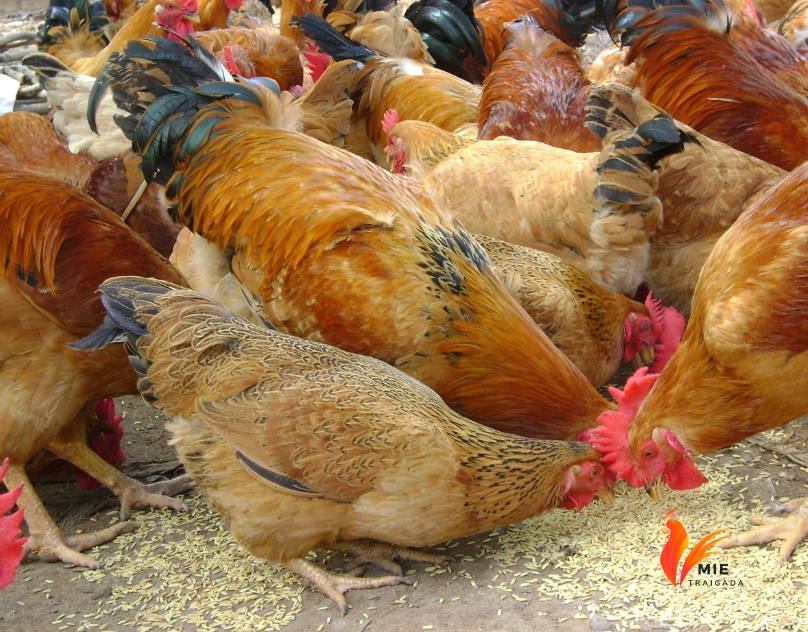 Cách chăn nuôi gà chọi đẻ trứng hiệu quả