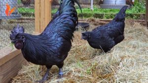 Gà đen - Đặc điểm và cách chăm sóc gà đen đúng chuẩn
