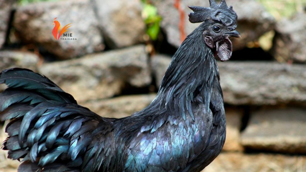 Gà đen Indonesia giá bao nhiêu? Mua gà đen giống ở đâu uy tín