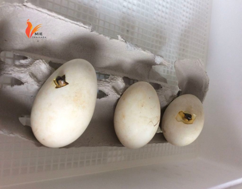 Gà tre ấp trứng bao nhiêu ngày thì nở? 