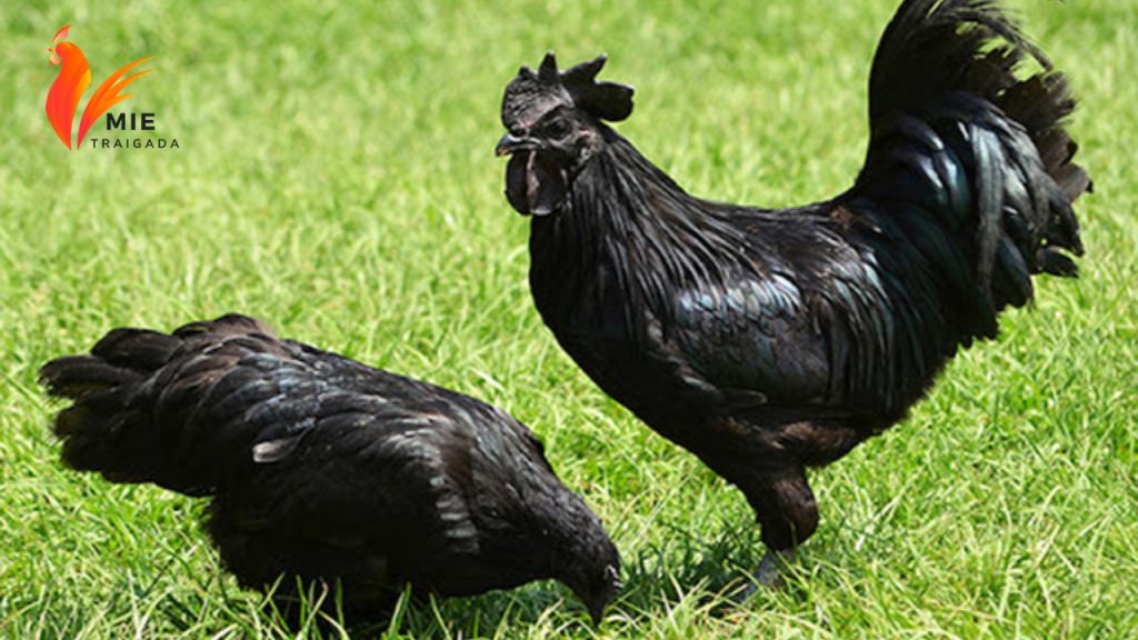 Giá gà đen H’Mông - Trang trại mua gà đen H'mông giống uy tín