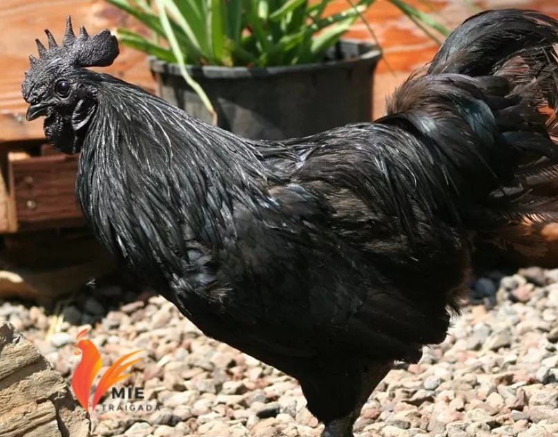 Giới thiệu về gà đen