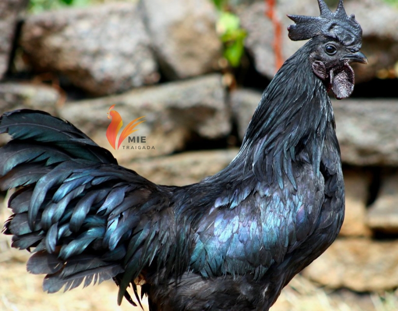 Giới thiệu về giống gà ác lông đen