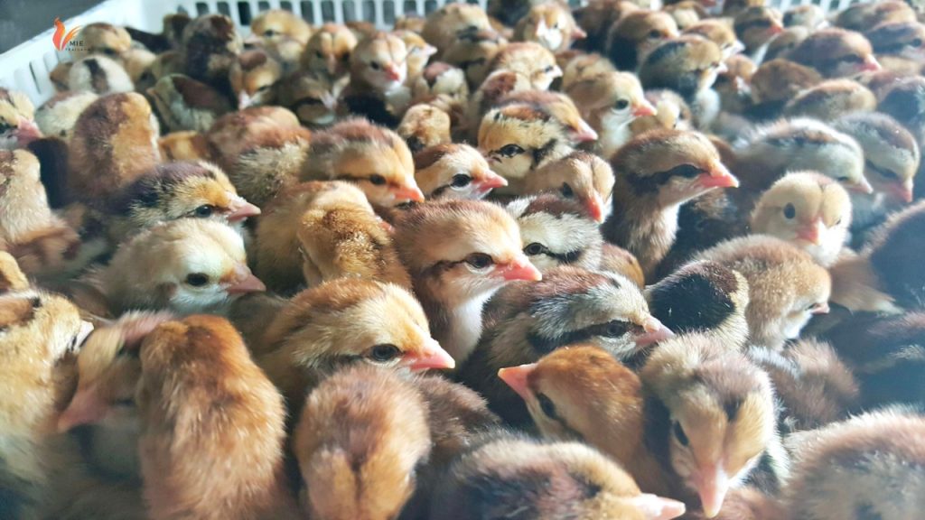 Trại gà nòi giống nổi tiếng nhất Việt Nam có thể bạn chưa biết