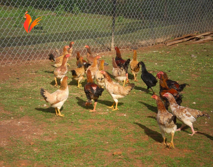 Chăn nuôi gà thả vườn là gì?