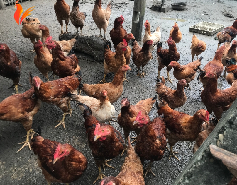 Hướng dẫn kỹ thuật chăn nuôi gà thả vườn