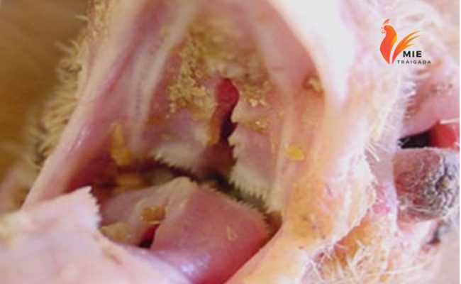 Triệu chứng bệnh nấm họng ở gà 